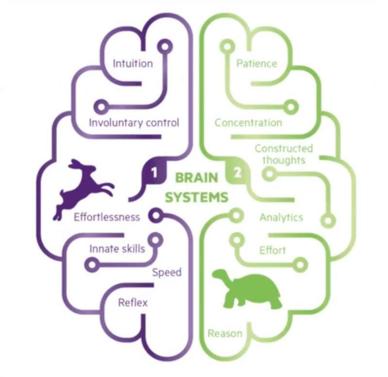 illustration of brain systems
